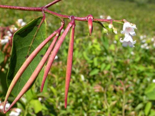 Apocyn feuilles androsème(Apocynum androsaemifolium)_7