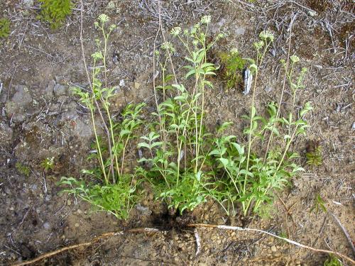 Aralie hispide(Aralia hispida)_11