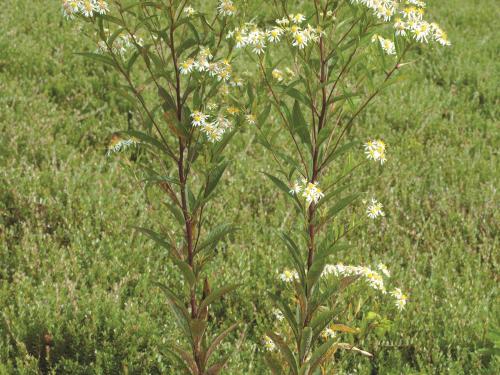 Aster ombelles(Doellingeria umbellata)_2