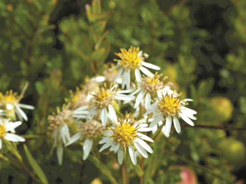 Aster ombelles(Doellingeria umbellata)_6