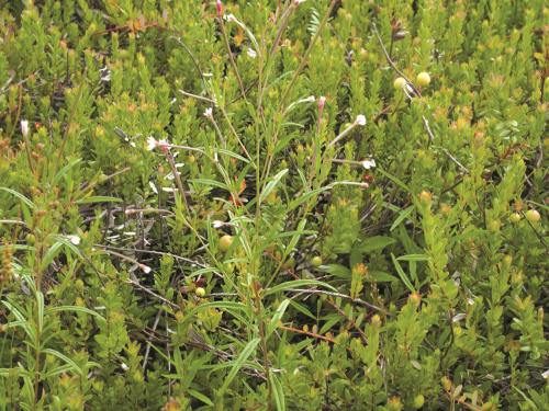 Épilobe leptophylle (Epilobium leptophyllum)_1