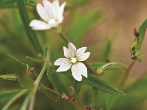 Épilobe leptophylle (Epilobium leptophyllum)_3