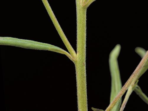 Épilobe leptophylle (Epilobium leptophyllum)_4