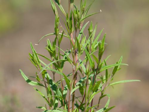 Épilobe leptophylle (Epilobium leptophyllum)_13