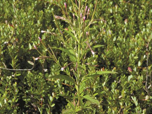 Épilobe glanduleux (Epilobium ciliatum subsp. glandulosum)_1