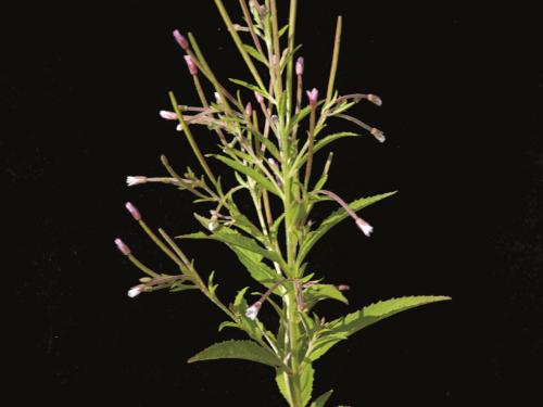 Épilobe glanduleux (Epilobium ciliatum subsp. glandulosum)_2