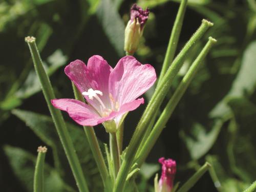 Épilobe glanduleux (Epilobium ciliatum subsp. glandulosum)_3