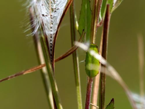 Épilobe glanduleux (Epilobium ciliatum subsp. glandulosum)_11