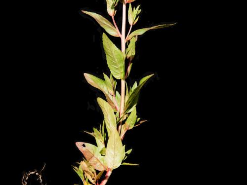 Épilobe glanduleux (Epilobium ciliatum subsp. glandulosum)_12