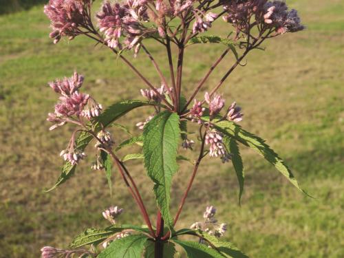 Eupatoire maculée (Eutrochium maculatum var. maculatum)_2