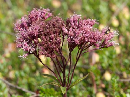 Eupatoire maculée (Eutrochium maculatum var. maculatum)_3