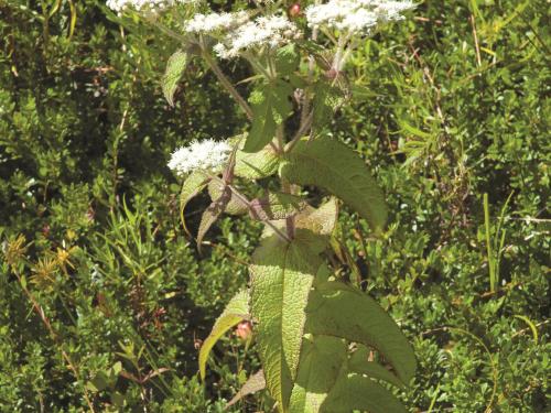 Eupatoire perfoliée (Eupatorium perfoliatum)_1