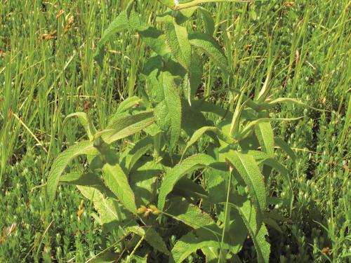 Eupatoire perfoliée (Eupatorium perfoliatum)_4