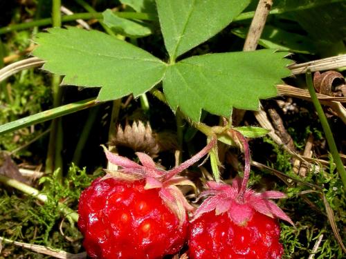 Fraisier glauque (Fragaria virginiana)_7