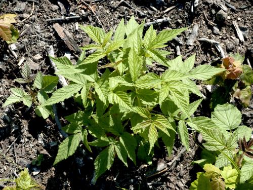 Framboisier rouge (Rubus idaeus)_2