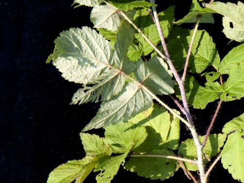 Framboisier rouge (Rubus idaeus)_8