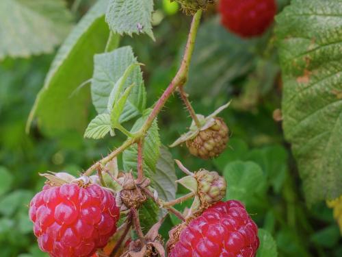 Framboisier rouge (Rubus idaeus)_9