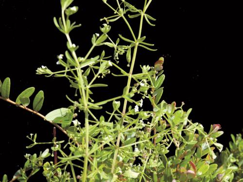 Gaillet palustre (Galium palustre)_1