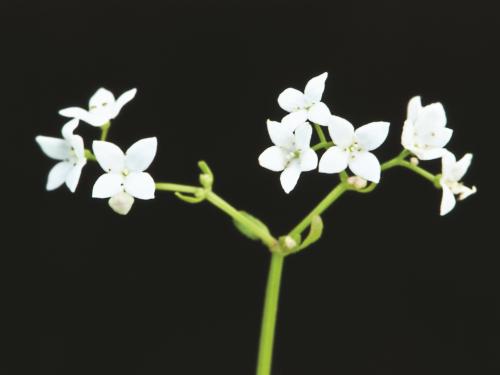 Gaillet palustre (Galium palustre)_2