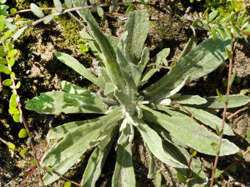 Immortelle blanche (Anaphalis margaritacea)_3