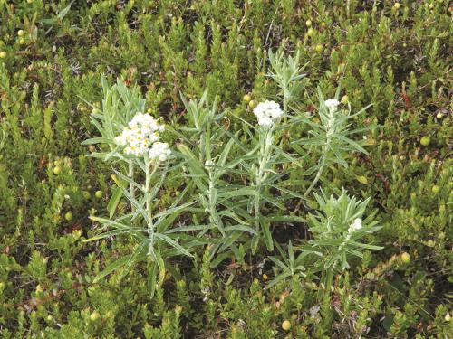 Immortelle blanche (Anaphalis margaritacea)_4