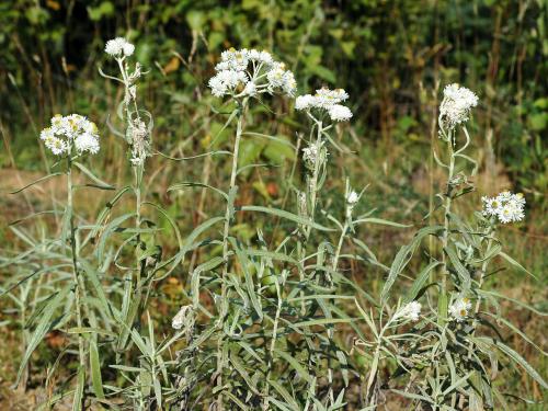 Immortelle blanche (Anaphalis margaritacea)_10