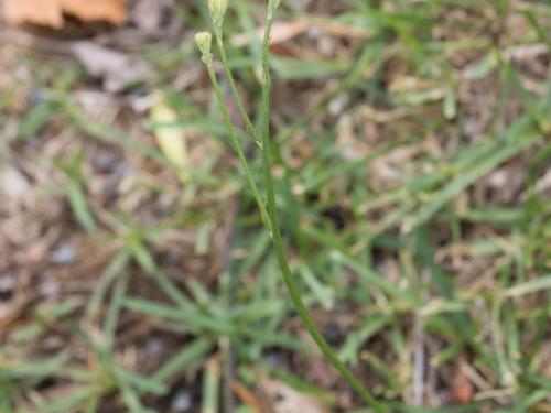 Liondent automne (Leontodon autumnalis)_9