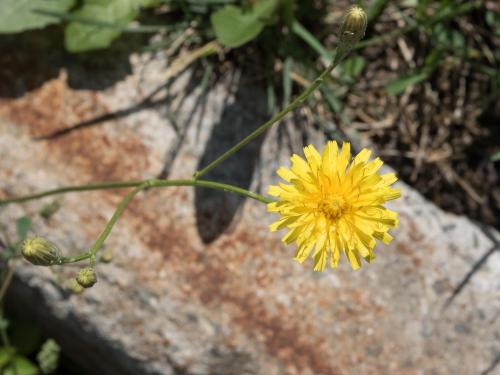 Liondent automne (Leontodon autumnalis)_11