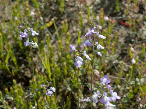 Linaire Canada (Nuttallanthus canadensis)_1