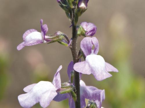 Linaire Canada (Nuttallanthus canadensis)_3