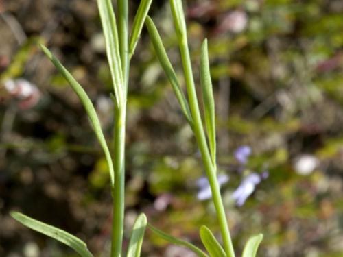 Linaire Canada (Nuttallanthus canadensis)_4