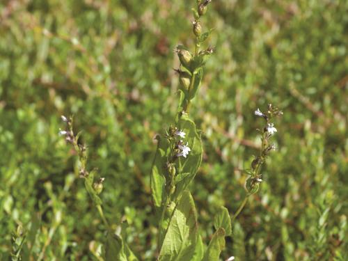 Lobélie gonflée (Lobelia inflata)_1