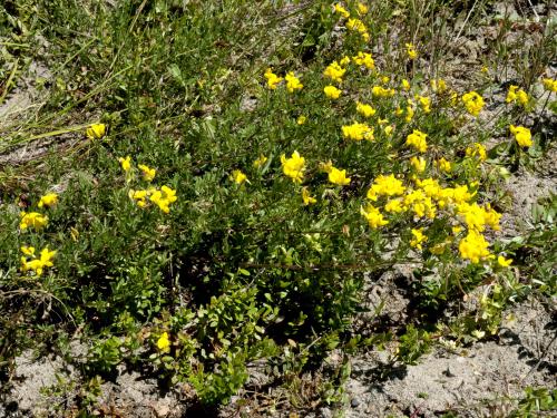 Lotier corniculé (Lotus corniculatus)_1