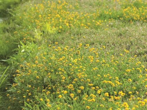 Lotier corniculé (Lotus corniculatus)_2