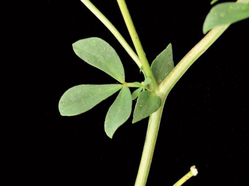 Lotier corniculé (Lotus corniculatus)_4