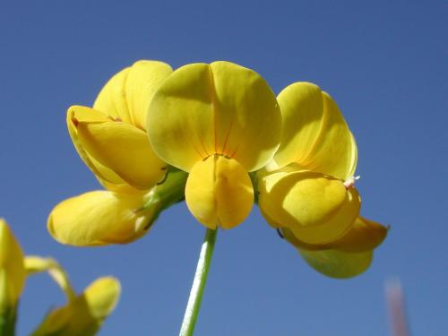 Lotier corniculé (Lotus corniculatus)_6