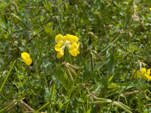 Lotier corniculé (Lotus corniculatus)_7