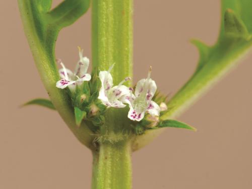 Lycope Amérique (Lycopus americanus)_5