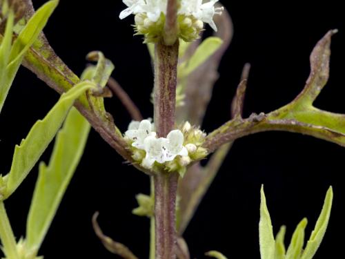 Lycope Amérique (Lycopus americanus)_6