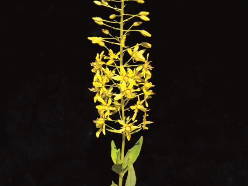 Lysimaque terrestre (Lysimachia terrestris)_3