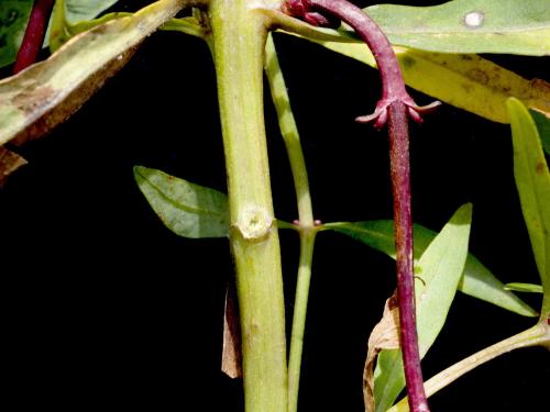 Lysimaque terrestre (Lysimachia terrestris)_8