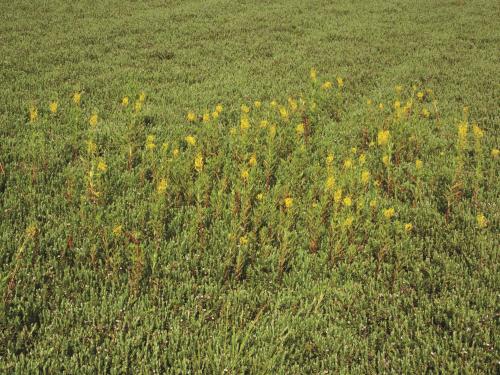 Lysimaque terrestre (Lysimachia terrestris)_10