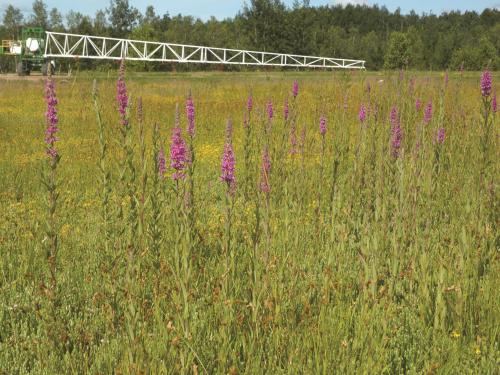 Salicaire commune (Lythrum salicaria)_1