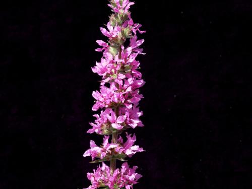 Salicaire commune (Lythrum salicaria)_3