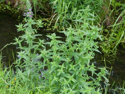 Salicaire commune (Lythrum salicaria)_8