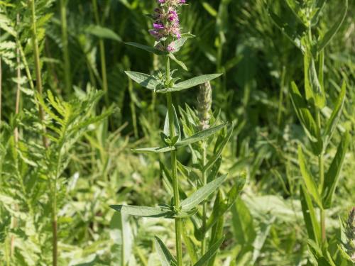 Salicaire commune (Lythrum salicaria)_10