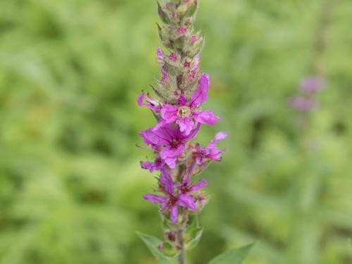 Salicaire commune (Lythrum salicaria)_14