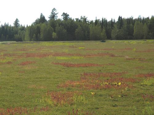 Millepertuis Fraser (Hypericum fraseri)_12