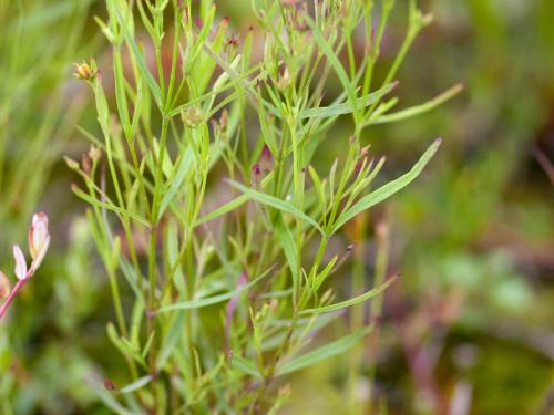 Millepertuis Canada (Hypericum canadense)_2