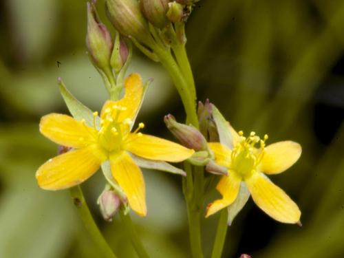 Millepertuis Canada (Hypericum canadense)_3